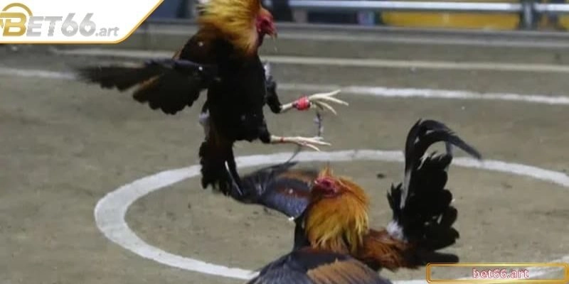 Công dụng to lớn của việc sử dụng lên những chiến kê