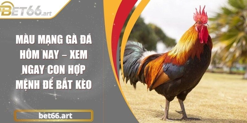 Màu Mạng Gà Đá Hôm Nay – Xem Ngay Con Hợp Mệnh Để Bắt Kèo