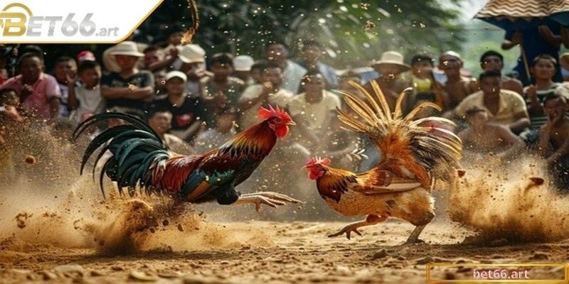 Những công dụng lớn khi dùng thuốc nuôi gà đá cựa sắt