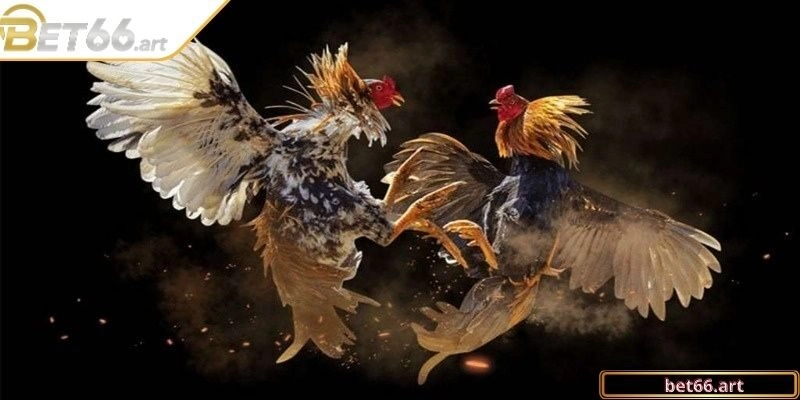 Những điểm cần lưu ý khi sử dụng thuốc cho chiến kê