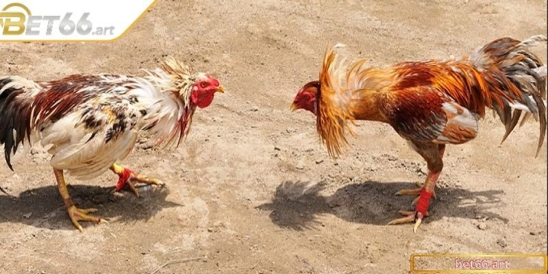Những điểm lưu ý quan trọng khi sử dụng thuốc để nuôi chiến kê