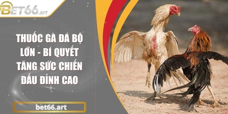 Thuốc Gà Đá Bộ Lớn - Bí Quyết Tăng Sức Chiến Đấu Đỉnh Cao