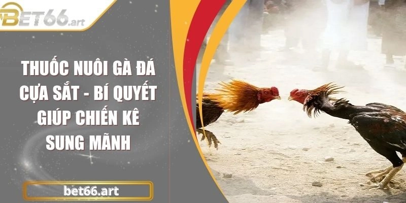 Thuốc Nuôi Gà Đá Cựa Sắt - Bí Quyết Giúp Chiến Kê Sung Mãnh