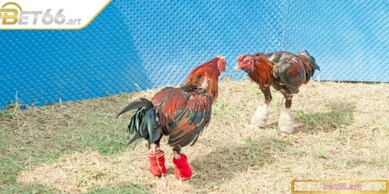 Bắt đầu trải nghiệm đỉnh cao tại trường gà Thomo Bet66