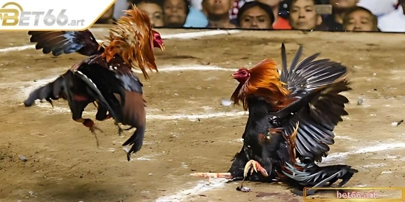 Bí quyết nuôi gà Peru tốc chiến dành cho sư kê chuyên nghiệp