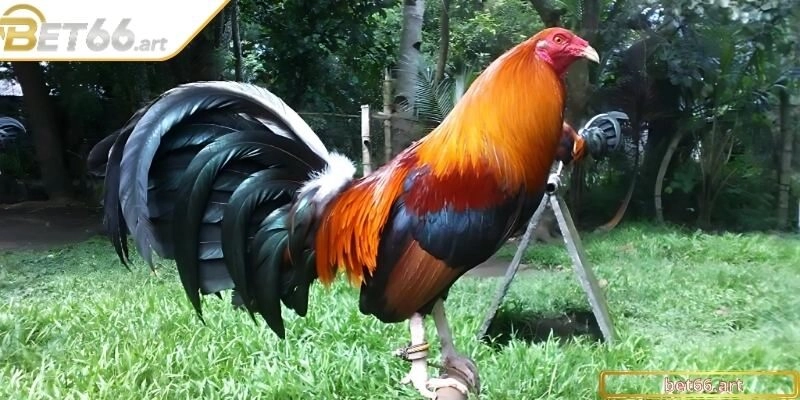 Bỏ túi bí kíp chuyên gia giúp chiến kê đá sung hơn mỗi ngày