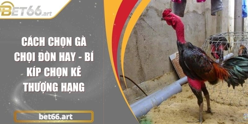 Cách Chọn Gà Chọi Đòn Hay - Bí Kíp Chọn Kê Thượng Hạng