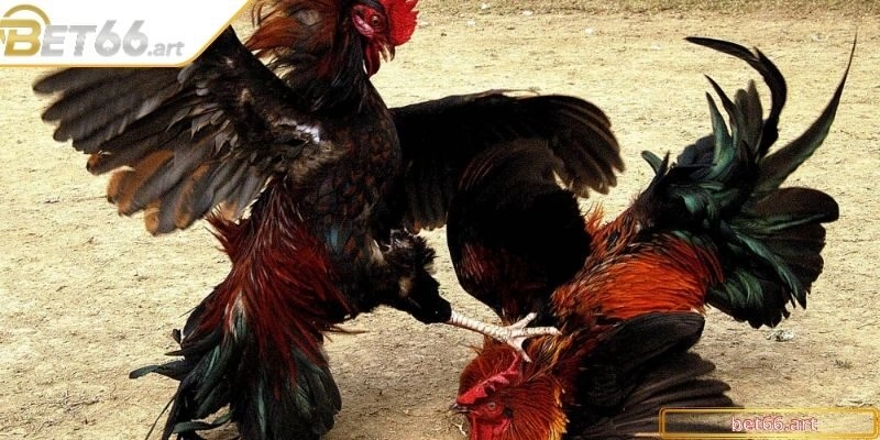 Cách lựa chiến kê có ngoại hình và phong độ ổn định