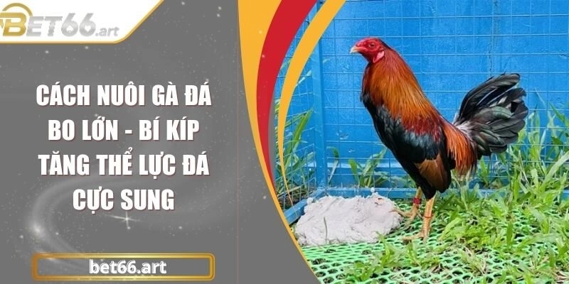 Cách Nuôi Gà Đá Bo Lớn - Bí Kíp Tăng Thể Lực Đá Cực Sung