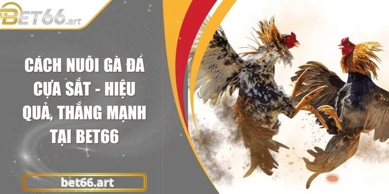 Cách Nuôi Gà Đá Cựa Sắt - Hiệu Quả, Thắng Mạnh Tại Bet66