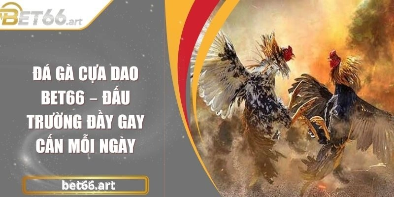 Đá Gà Cựa Dao Bet66 – Đấu Trường Đầy Gay Cấn Mỗi Ngày