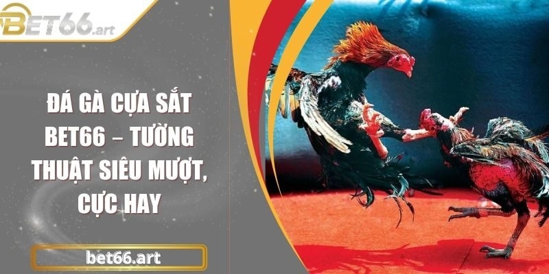 Đá Gà Cựa Sắt Bet66 – Tường Thuật Siêu Mượt, Cực Hay