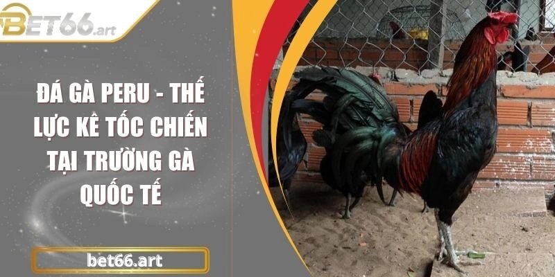 Đá Gà Peru - Thế Lực Kê Tốc Chiến Tại Trường Gà Quốc Tế