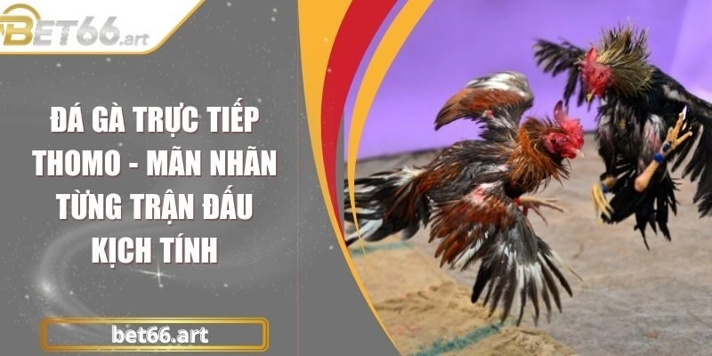 Đá Gà Trực Tiếp Thomo - Mãn Nhãn Từng Trận Đấu Kịch Tính
