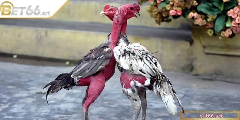 Ghi nhớ tiêu chí chọn kê đòn chất lượng từ cái nhìn đầu tiên