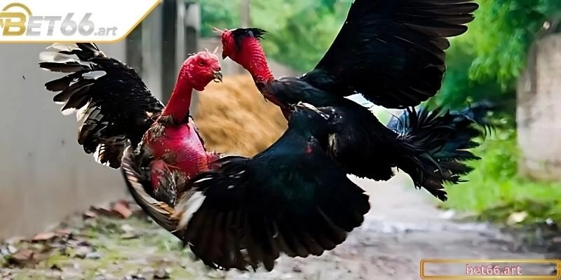 Học cách chọn gà chọi đòn hay chuẩn từ gốc để toàn thắng