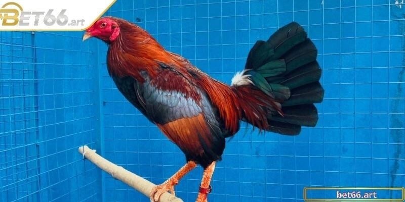 Học hỏi cách nuôi gà đá bo lớn chuẩn cao thủ kinh nghiệm