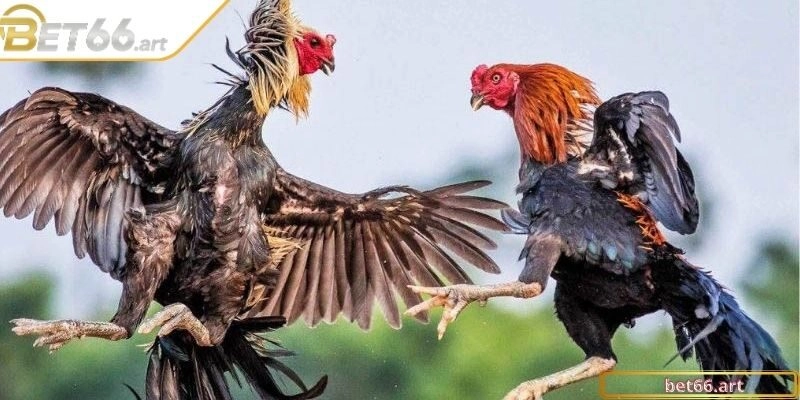 Hội viên nên tham gia hội nhóm để biết thêm mẹo hay