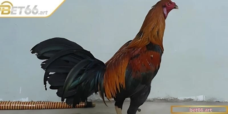 Khám phá xuất xứ và sức mạnh di truyền của giống gà Peru