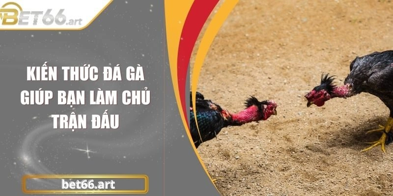 Kiến Thức Đá Gà Giúp Bạn Làm Chủ Trận Đấu