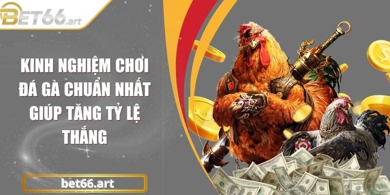 Kinh Nghiệm Chơi Đá Gà Chuẩn Nhất Giúp Tăng Tỷ Lệ Thắng