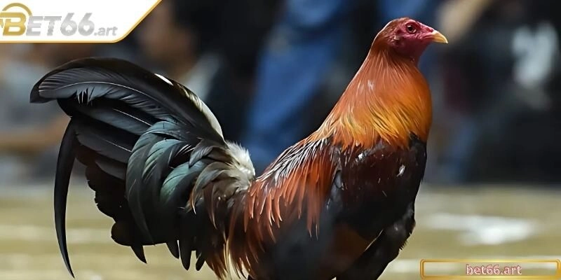 Lý do đá gà Peru làm mưa làm gió tại các đấu trường lớn