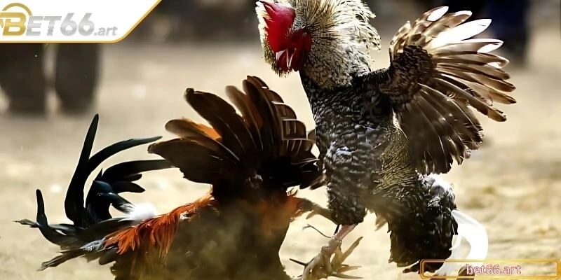Tránh sai lầm khi chọn để nuôi và huấn luyện kê hiệu quả