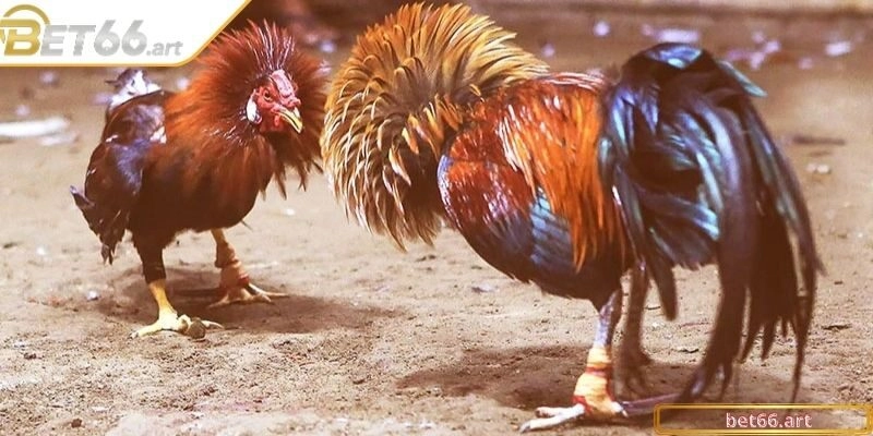 Trực tiếp đá gà chuẩn HD cho hội viên tham gia tại Bet66