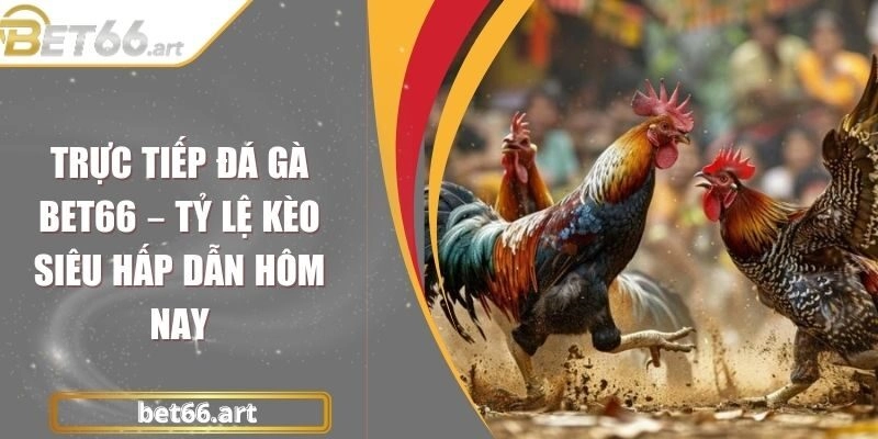 Trực Tiếp Đá Gà Bet66 – Tỷ Lệ Kèo Siêu Hấp Dẫn Hôm Nay